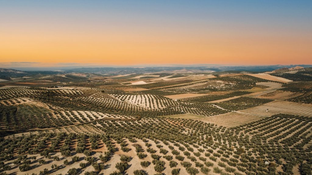 olivar jaen